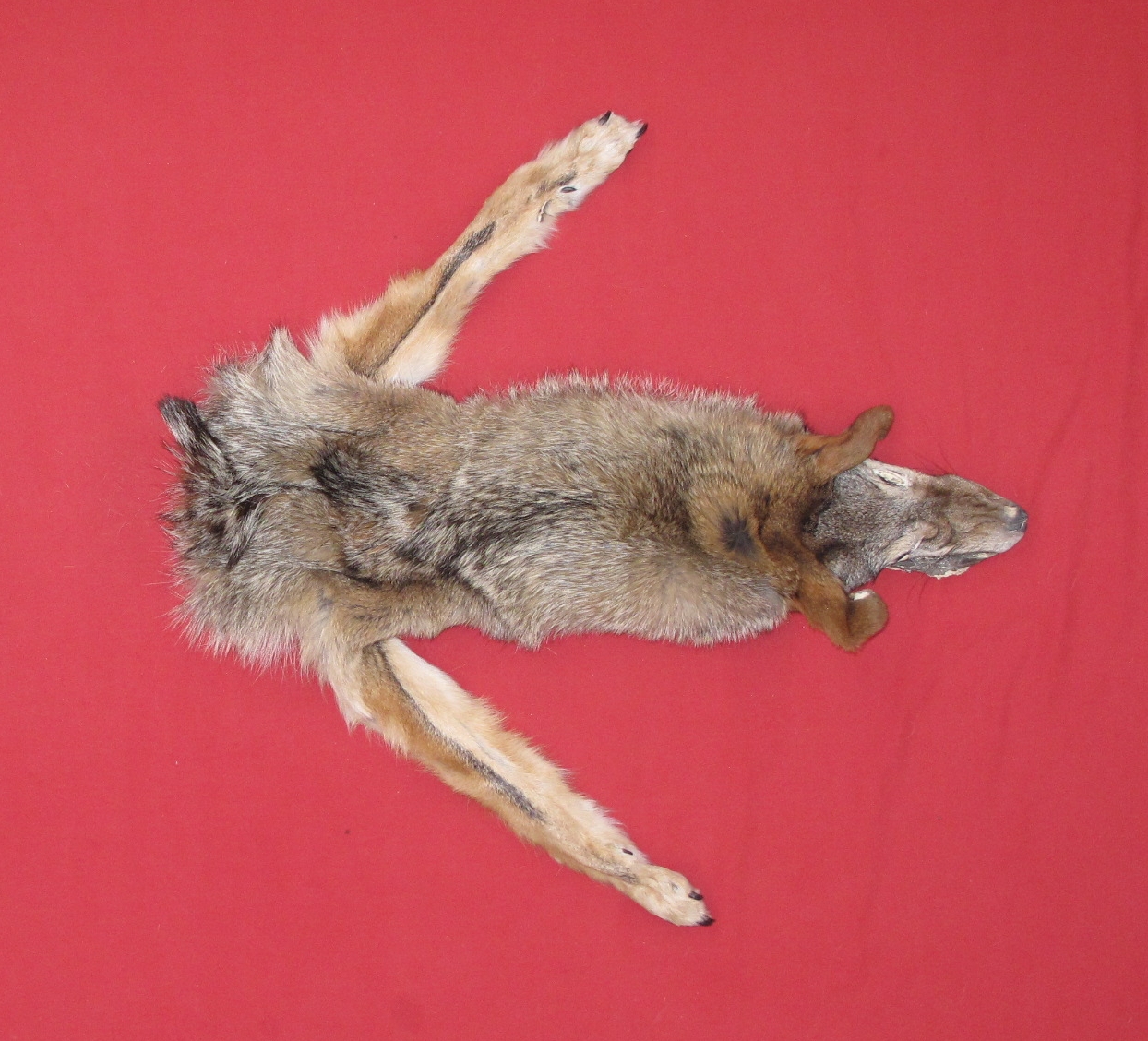 stuffed coyote taxidermy