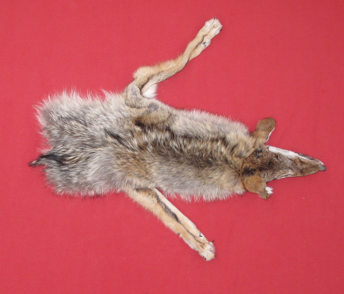 stuffed coyote taxidermy