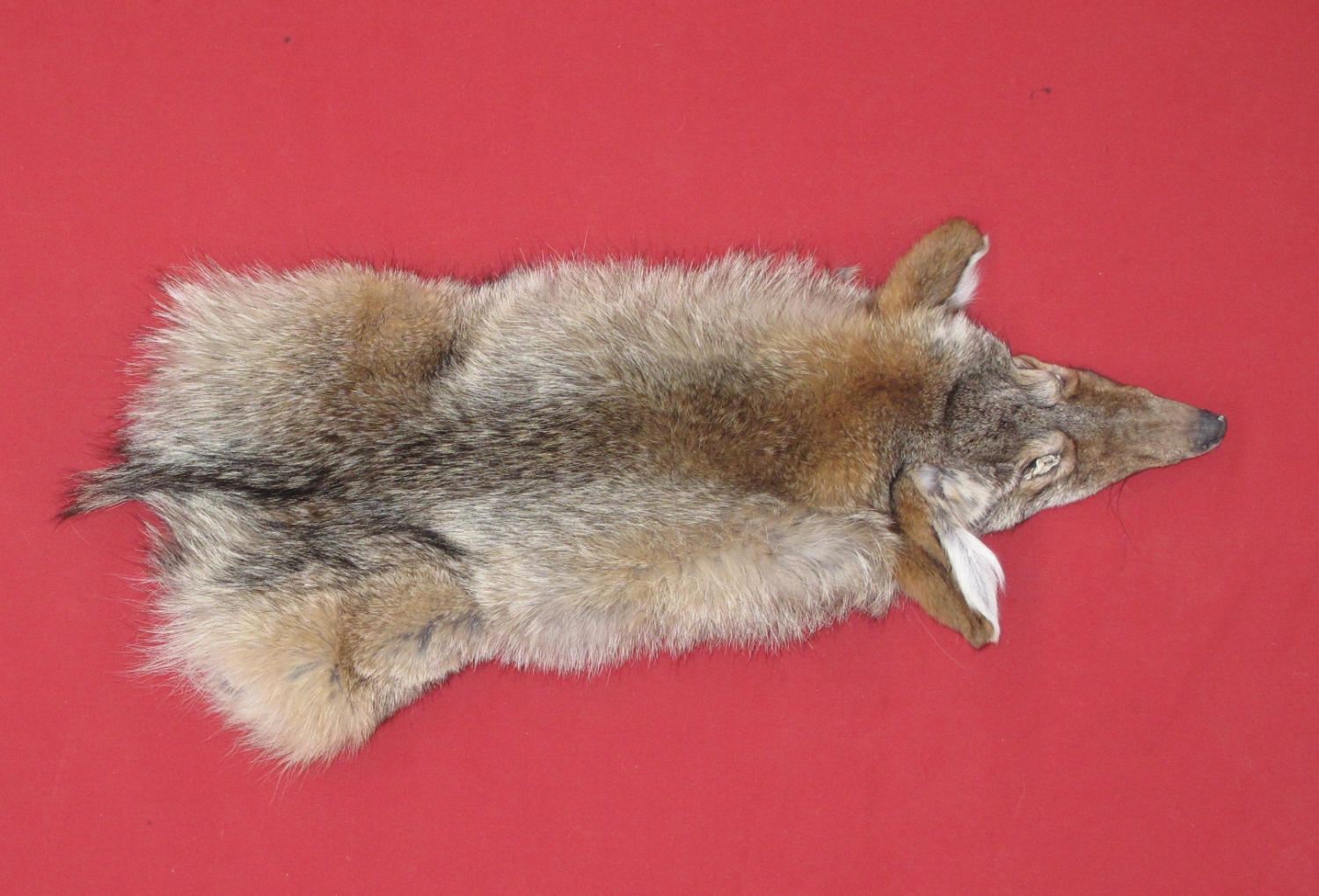 stuffed coyote taxidermy