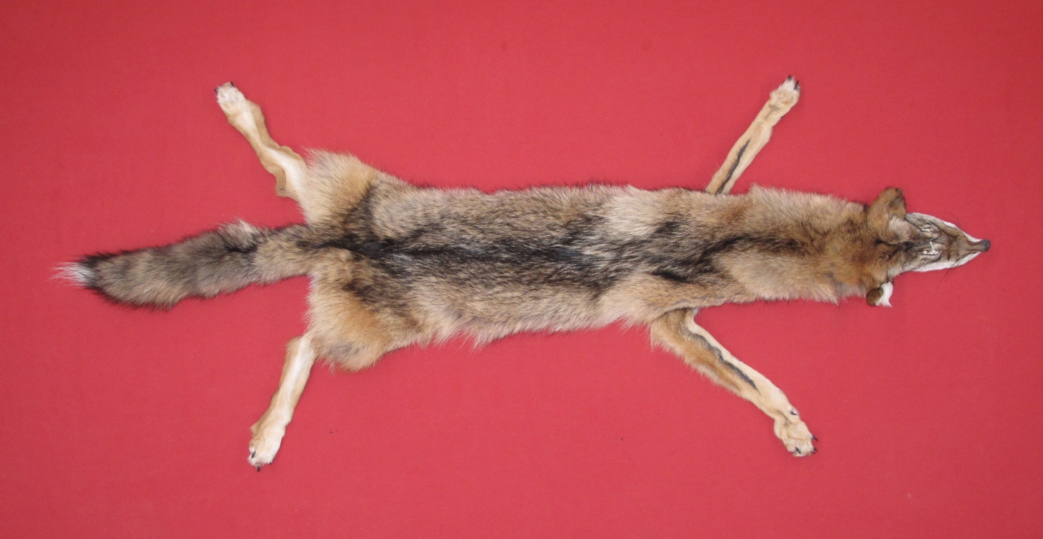 coyote pelts for sale coyote pelts for sale