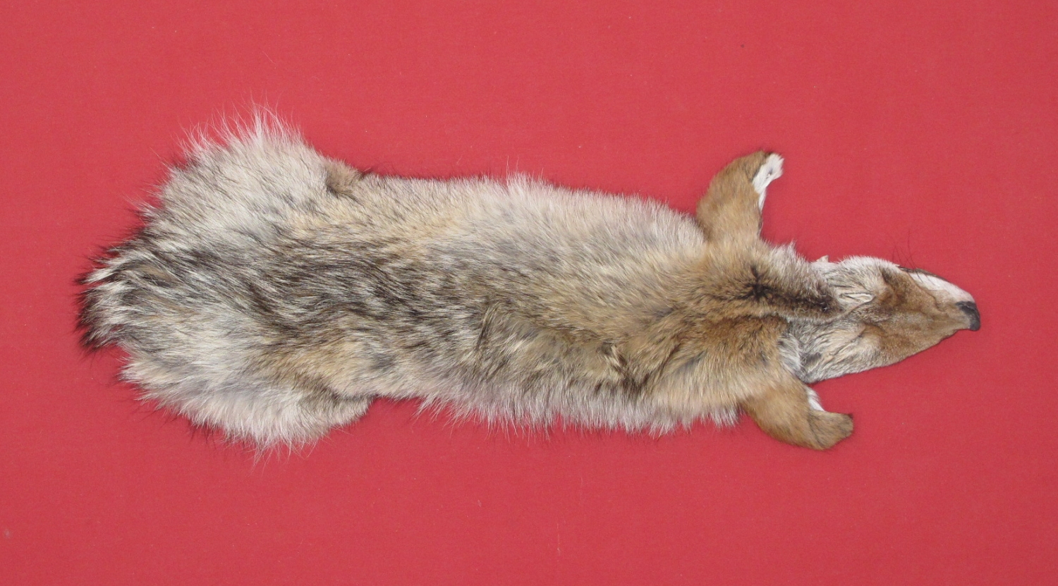 stuffed coyote taxidermy