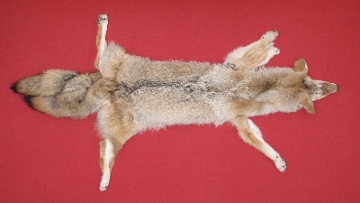 Picture of this lot Tanned Taxidermy Coyote Hides, Pelts, Skins