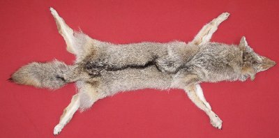 Picture of this lot Tanned Taxidermy Coyote Hides, Pelts, Skins