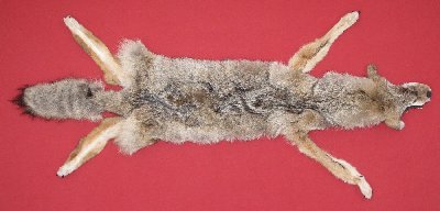 Picture of this lot Tanned Taxidermy Coyote Hides, Pelts, Skins