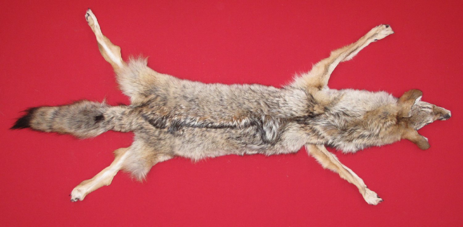tanned-furs-coyote-taxidermy-quality-6352-1183-hideandfur