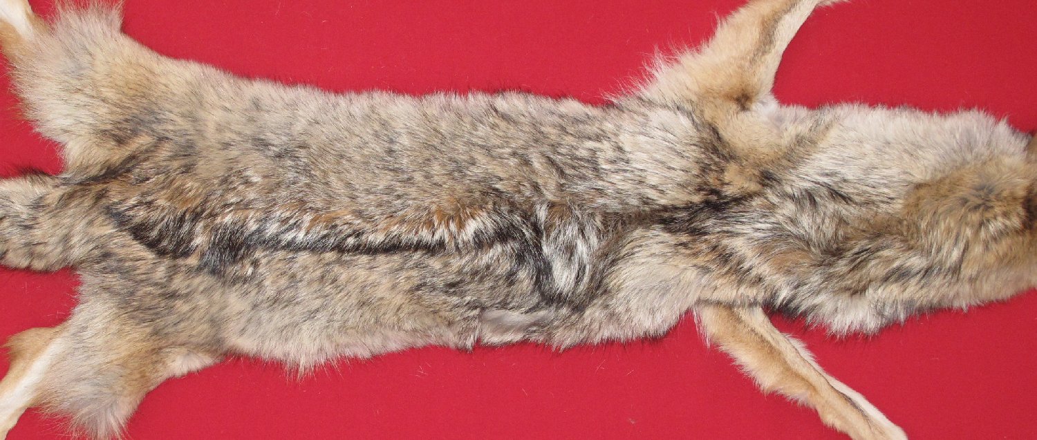 tanned-furs-coyote-taxidermy-quality-6352-1183-hideandfur