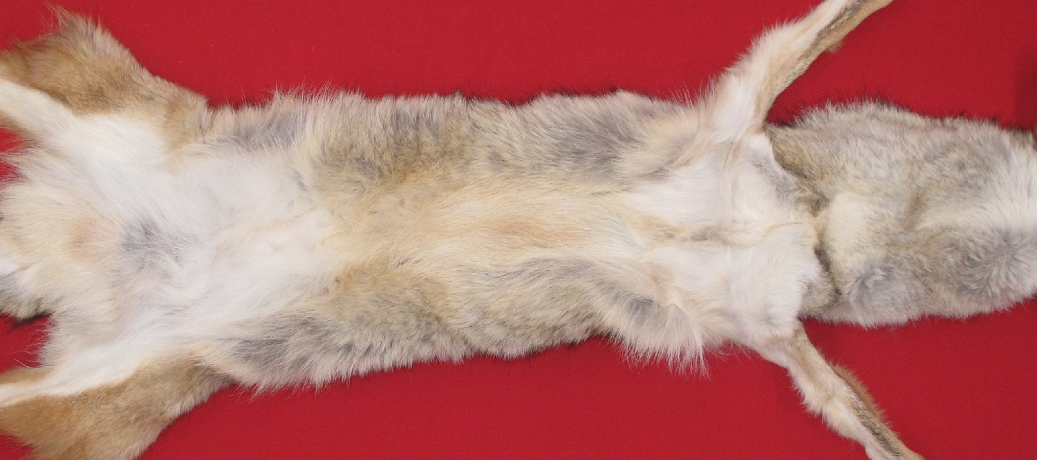 tanned-furs-coyote-taxidermy-quality-6352-1183-hideandfur