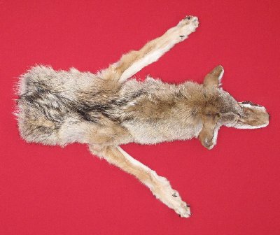 Picture of this lot Tanned Taxidermy Coyote Hides, Pelts, Skins