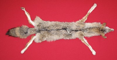 Picture of this lot Tanned Taxidermy Coyote Hides, Pelts, Skins