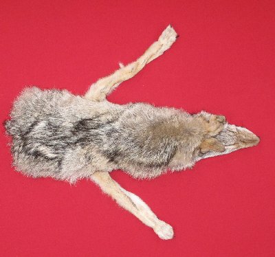 Picture of this lot Tanned Taxidermy Coyote Hides, Pelts, Skins