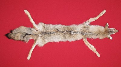 Picture of this lot Tanned Taxidermy Coyote Hides, Pelts, Skins