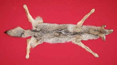 Picture of this lot Tanned Taxidermy Coyote Hides, Pelts, Skins
