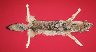 Picture of this lot Tanned Taxidermy Coyote Hides, Pelts, Skins