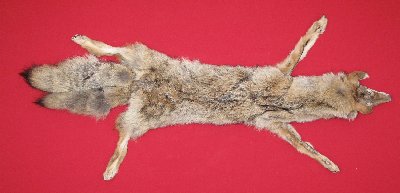 Picture of this lot Tanned Taxidermy Coyote Hides, Pelts, Skins