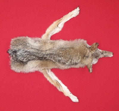Picture of this lot Tanned Taxidermy Coyote Hides, Pelts, Skins
