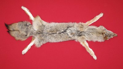 Picture of this lot Tanned Taxidermy Coyote Hides, Pelts, Skins
