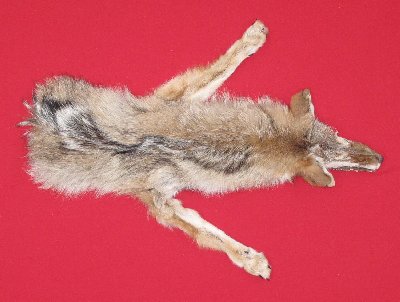 Picture of this lot Tanned Taxidermy Coyote Hides, Pelts, Skins