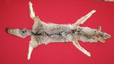 Picture of this lot Tanned Taxidermy Coyote Hides, Pelts, Skins