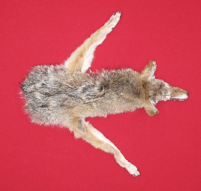 Picture of this lot Tanned Taxidermy Coyote Hides, Pelts, Skins