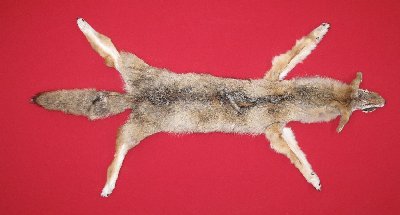 Picture of this lot Tanned Taxidermy Coyote Hides, Pelts, Skins