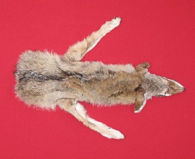 Picture of this lot Tanned Taxidermy Coyote Hides, Pelts, Skins