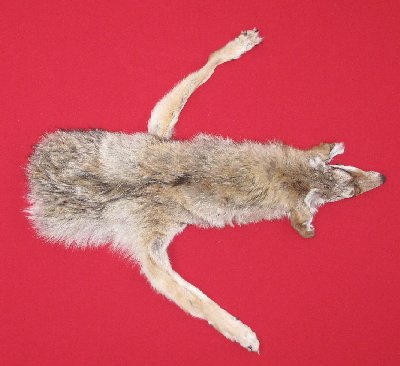 Picture of this lot Tanned Taxidermy Coyote Hides, Pelts, Skins