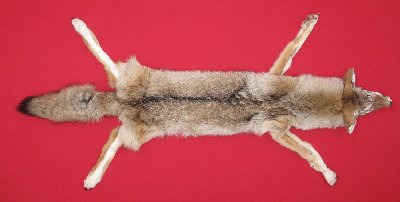 Picture of this lot Tanned Taxidermy Coyote Hides, Pelts, Skins
