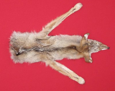 Picture of this lot Tanned Taxidermy Coyote Hides, Pelts, Skins