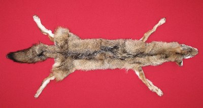 Picture of this lot Tanned Taxidermy Coyote Hides, Pelts, Skins