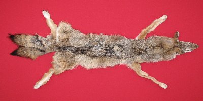 Picture of this lot Tanned Taxidermy Coyote Hides, Pelts, Skins