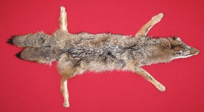Picture of this lot Tanned Taxidermy Coyote Hides, Pelts, Skins