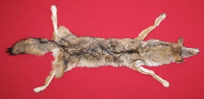 Picture of this lot Tanned Taxidermy Coyote Hides, Pelts, Skins