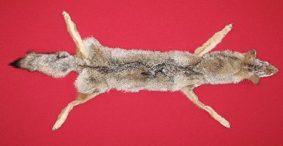 Picture of this lot Tanned Taxidermy Coyote Hides, Pelts, Skins