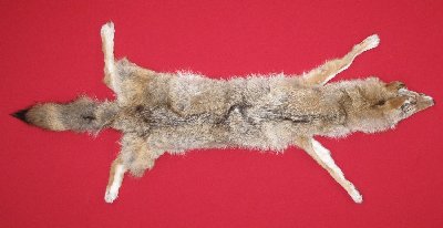 Picture of this lot Tanned Taxidermy Coyote Hides, Pelts, Skins