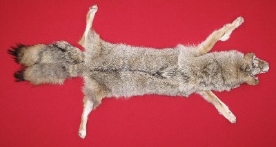 Picture of this lot Tanned Taxidermy Coyote Hides, Pelts, Skins