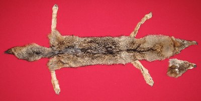 Picture of this lot Tanned Taxidermy Coyote Hides, Pelts, Skins
