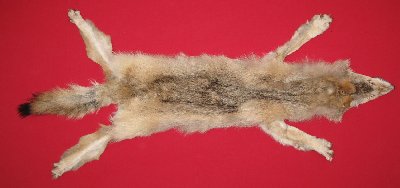 Picture of this lot Tanned Taxidermy Coyote Hides, Pelts, Skins