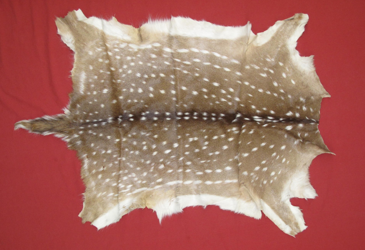 Tanned Furs AXIS DEER HIDES (63620003)