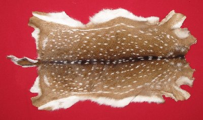 Picture of this lot Tanned Axis Deer Hides, Furs, Pelts, Skins