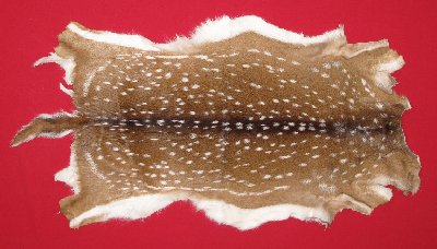 Picture of this lot Tanned Axis Deer Hides, Furs, Pelts, Skins