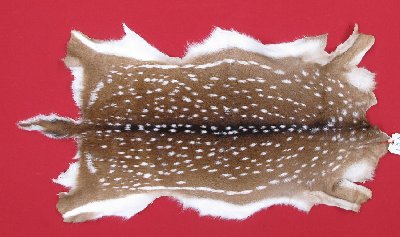 Picture of this lot Tanned Axis Deer Hides, Furs, Pelts, Skins