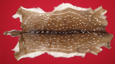 Picture of this lot Tanned Axis Deer Hides, Furs, Pelts, Skins