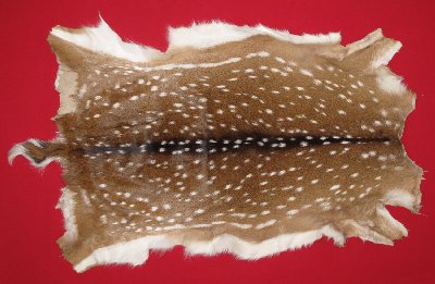 Picture of this lot Tanned Axis Deer Hides, Furs, Pelts, Skins