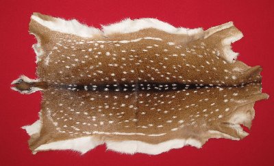 Picture of this lot Tanned Axis Deer Hides, Furs, Pelts, Skins