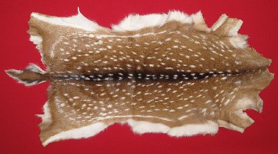 Picture of this lot Tanned Axis Deer Hides, Furs, Pelts, Skins