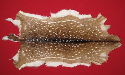 Picture of this lot Tanned Axis Deer Hides, Furs, Pelts, Skins
