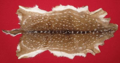 Picture of this lot Tanned Axis Deer Hides, Furs, Pelts, Skins