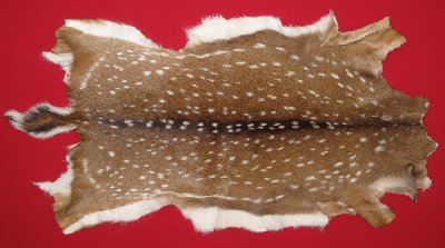 Picture of this lot Tanned Axis Deer Hides, Furs, Pelts, Skins