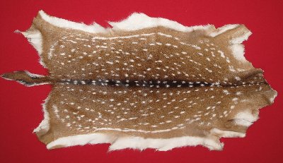 Picture of this lot Tanned Axis Deer Hides, Furs, Pelts, Skins