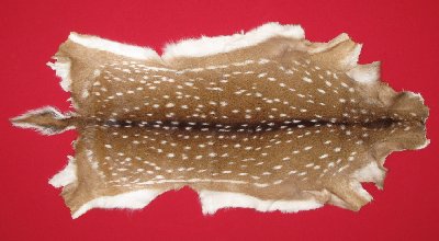 Picture of this lot Tanned Axis Deer Hides, Furs, Pelts, Skins